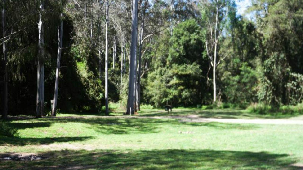 Chichester State Forest