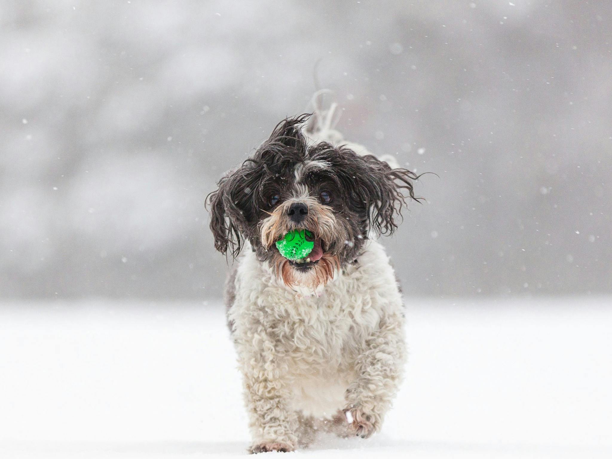 Little Maltese cross dog playing ball in the snow of Dinner Plain.