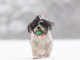 Little Maltese cross dog playing ball in the snow of Dinner Plain.