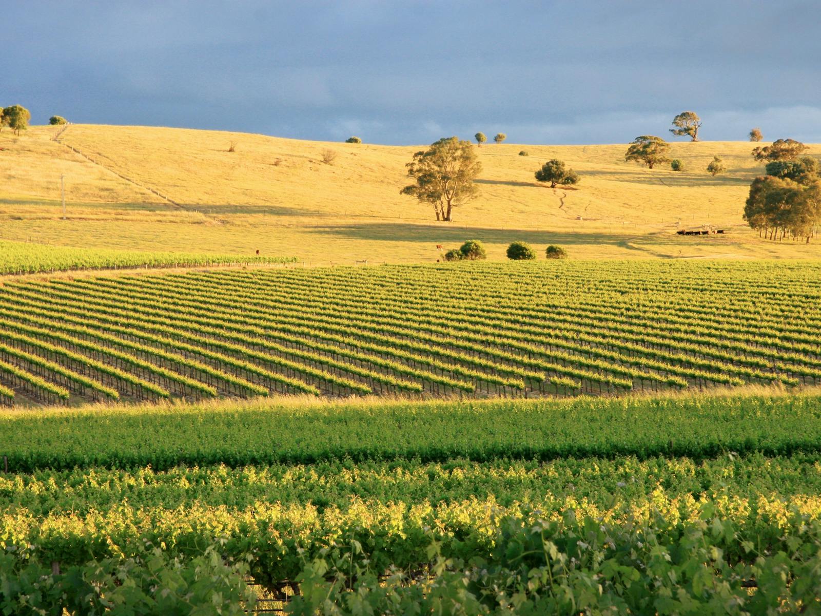 Kellermeister Wines