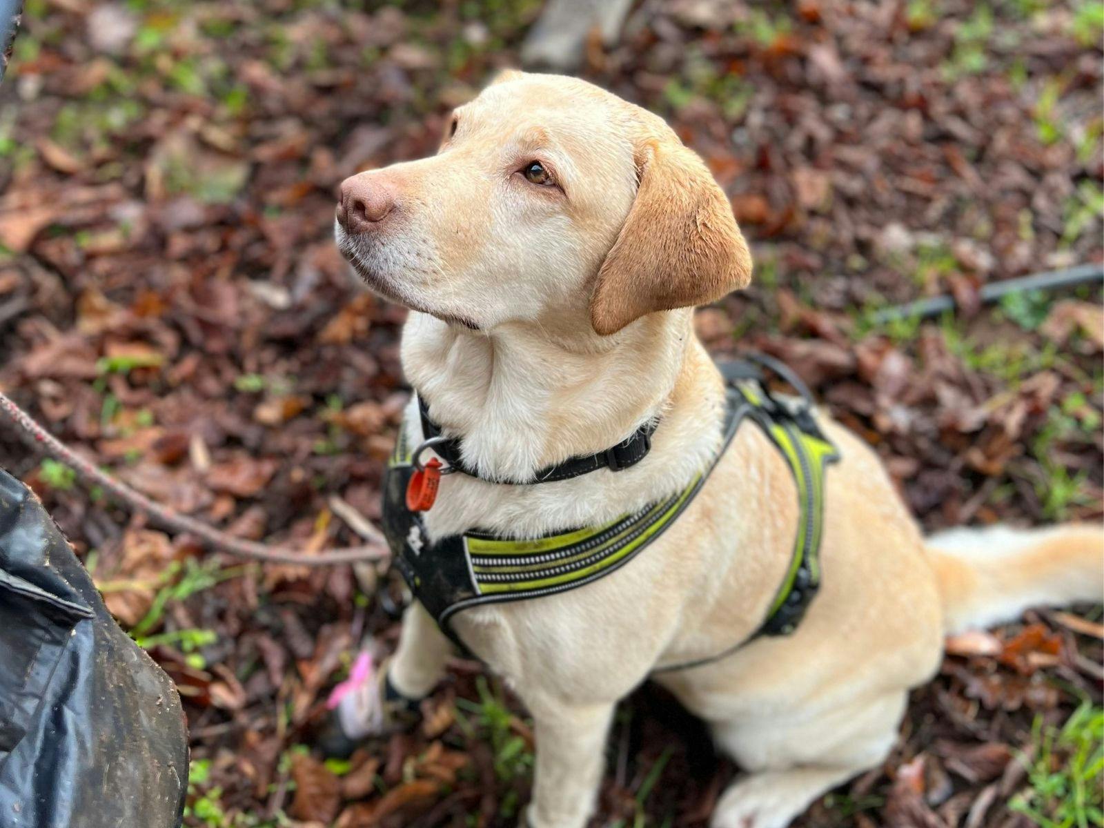 Maisy - truffle dog
