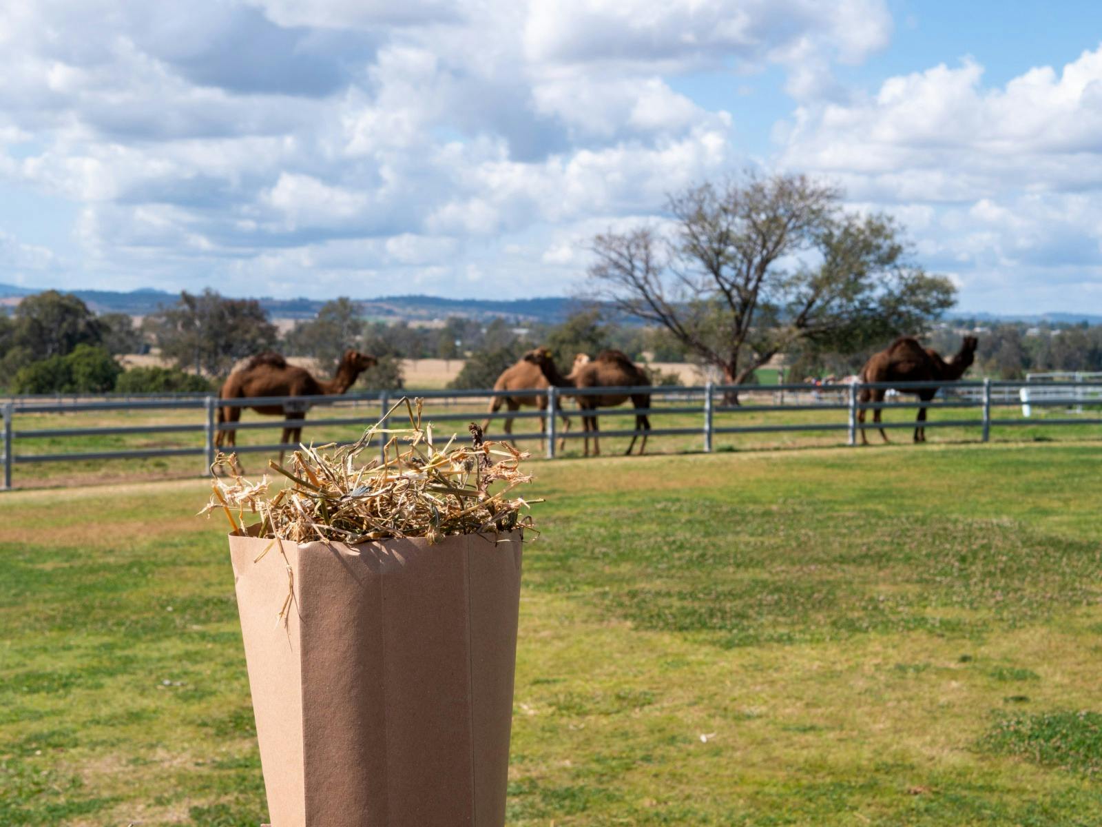 Paddock to Plate Experience