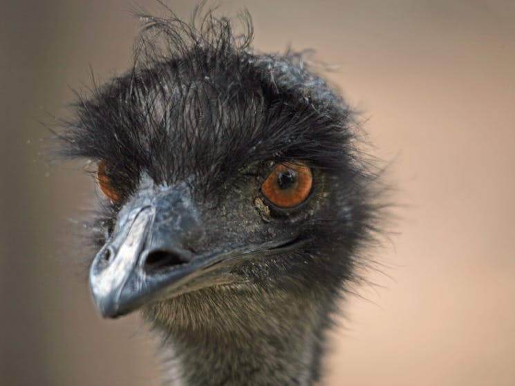 Emus miss nothing.
