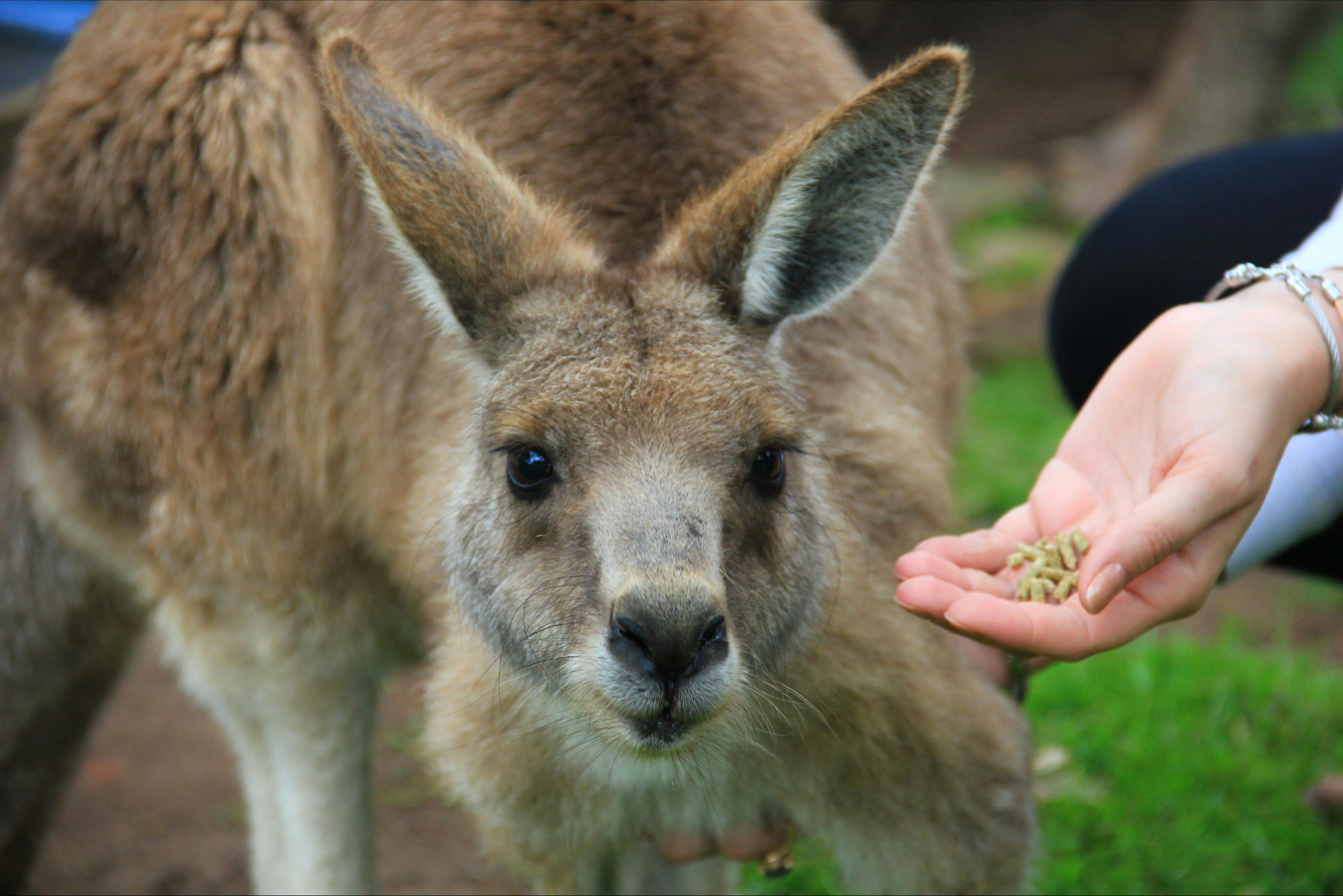 Hand feed kangaroos at Moonlit Sanctuary