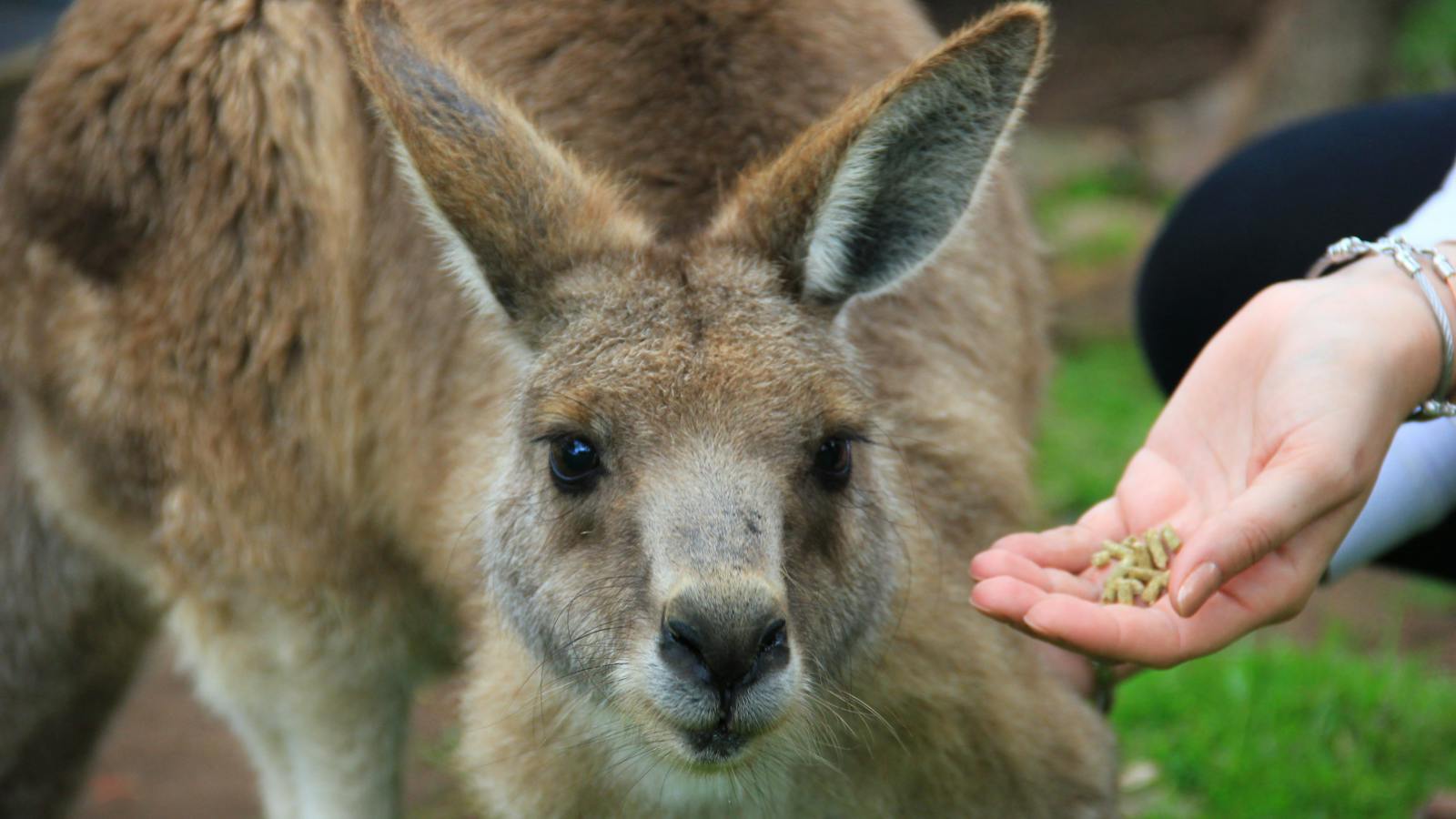 Hand feed kangaroos at Moonlit Sanctuary