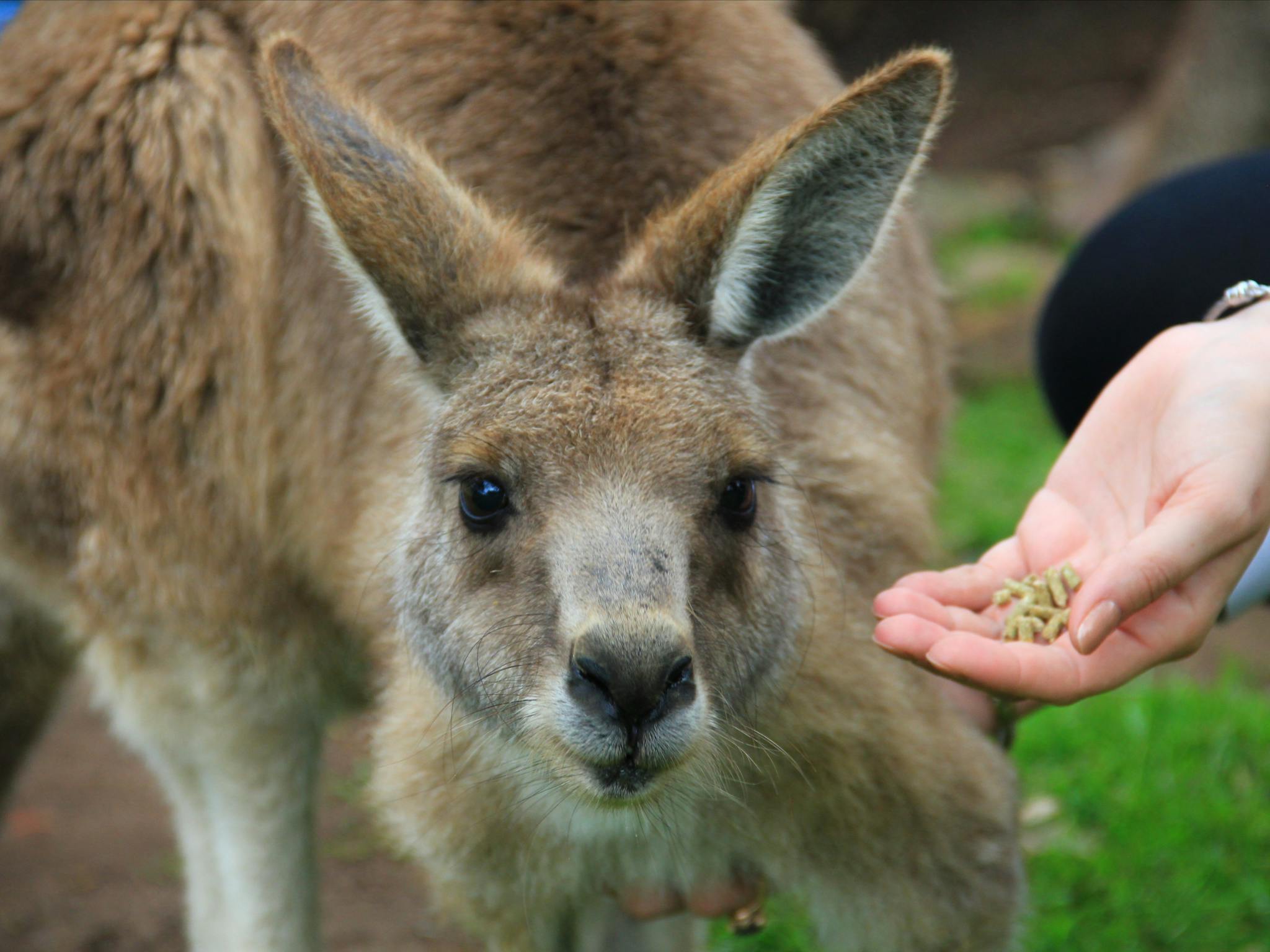 Hand feed kangaroos at Moonlit Sanctuary