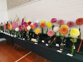 Launceston Horticultural Society Seasonal Flower Show  - Sep 2024 Cover Image