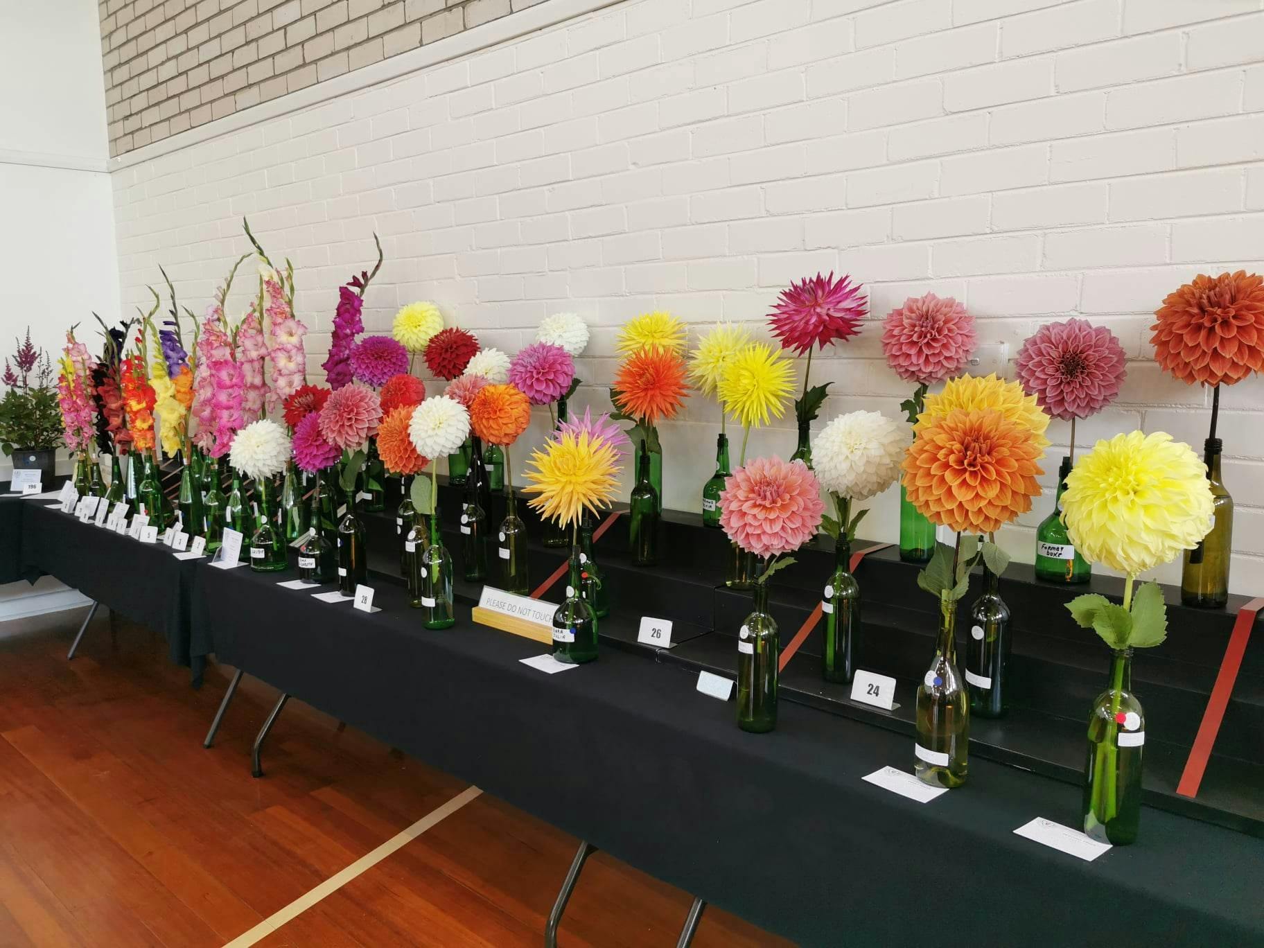 Beautiful Dahlias