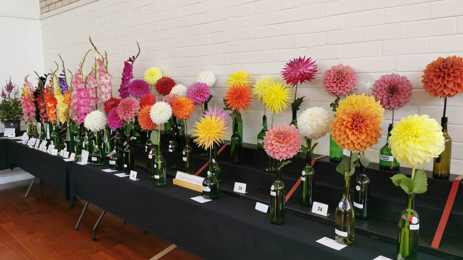 Beautiful Dahlias