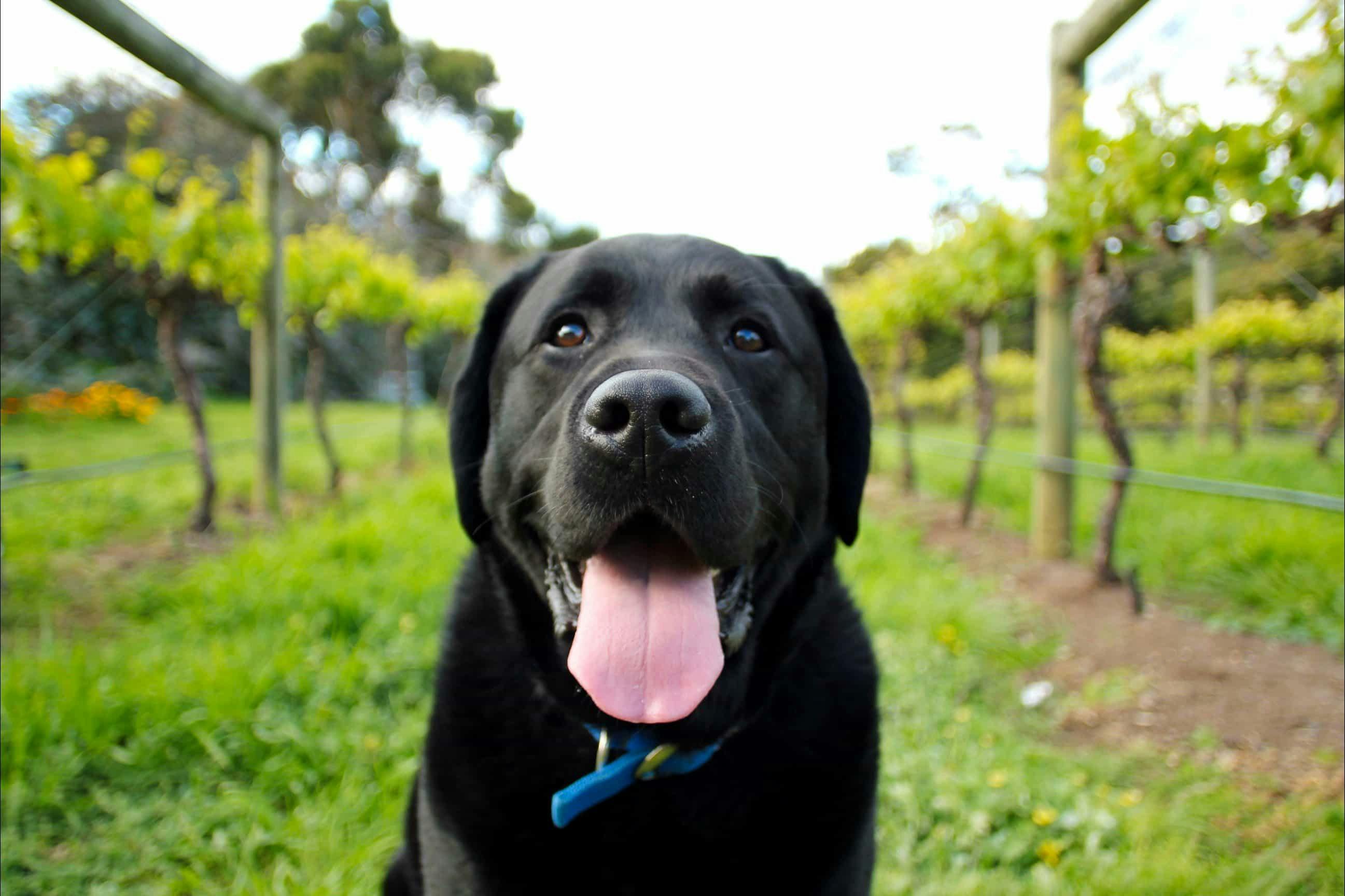 Lovely dog at the vineyard