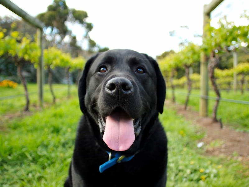 Lovely dog at the vineyard