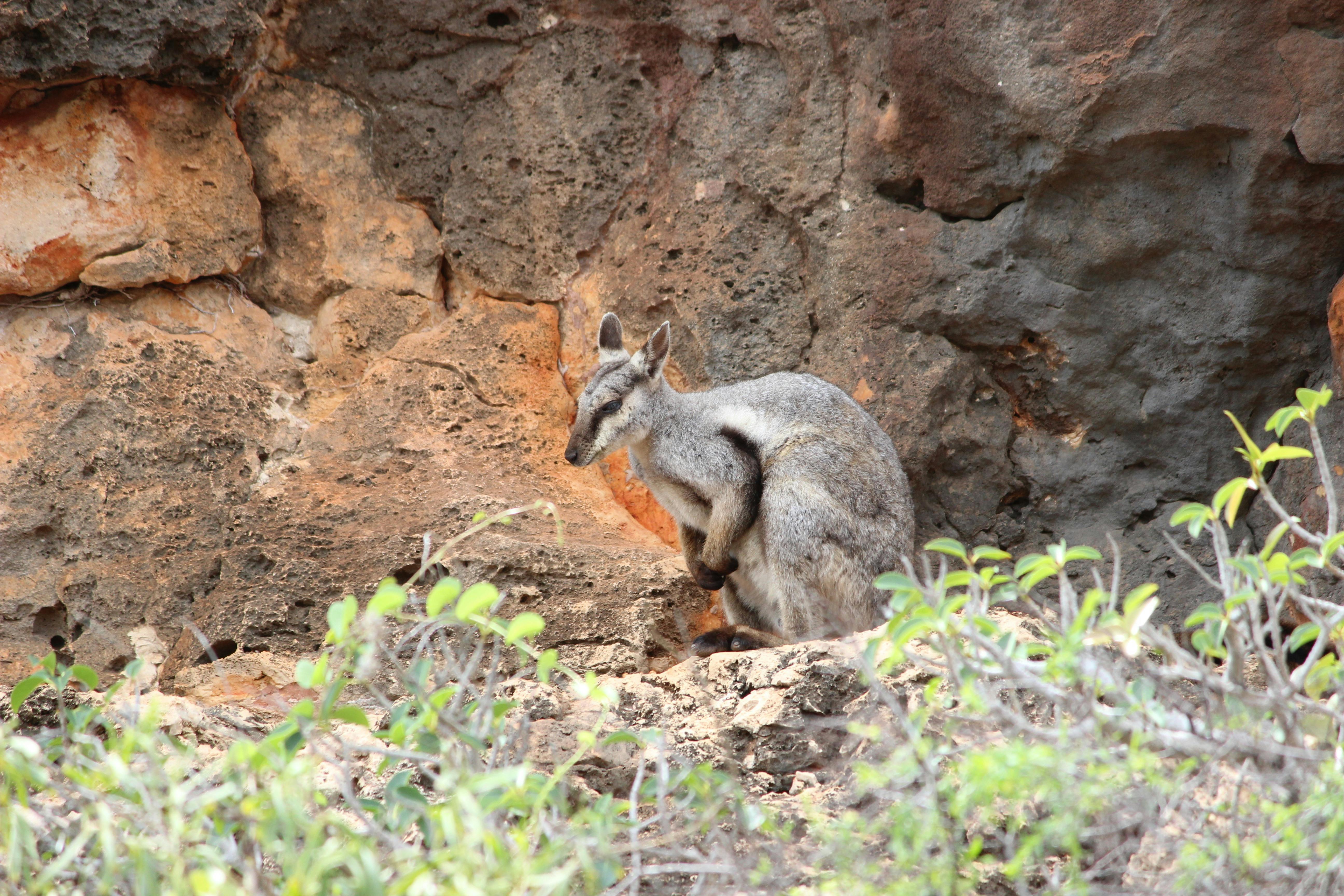 black-flanked-rock-wallaby-yardie-ck-180419-p24