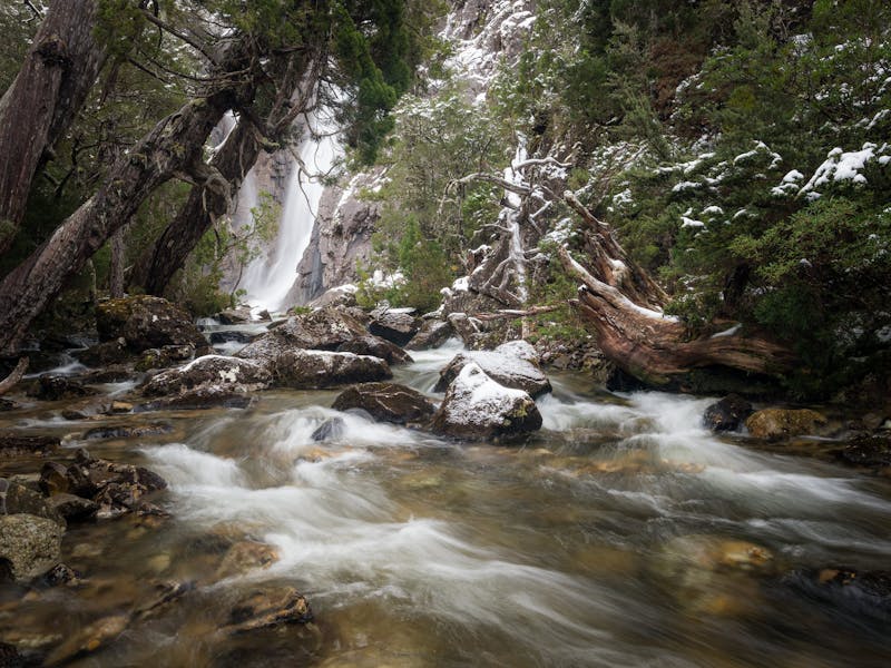 Pencil Pines surrounding Meander Falls