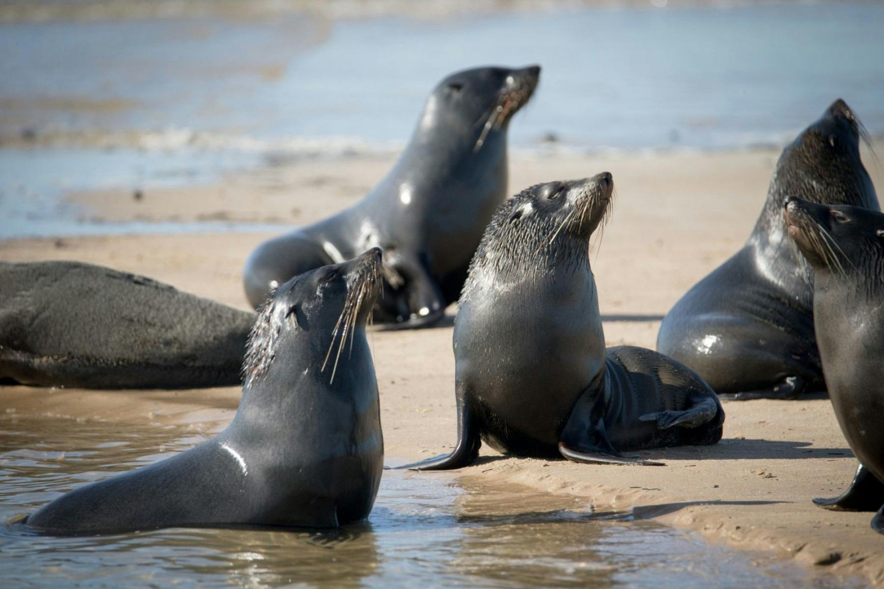 Seals on the Coorong