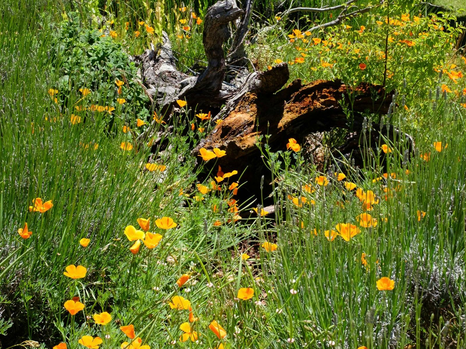A log sits half hidden among grass and yellow and orange flowers