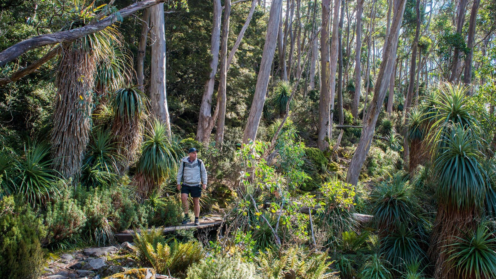 Pandani Grove - Great Short Walk