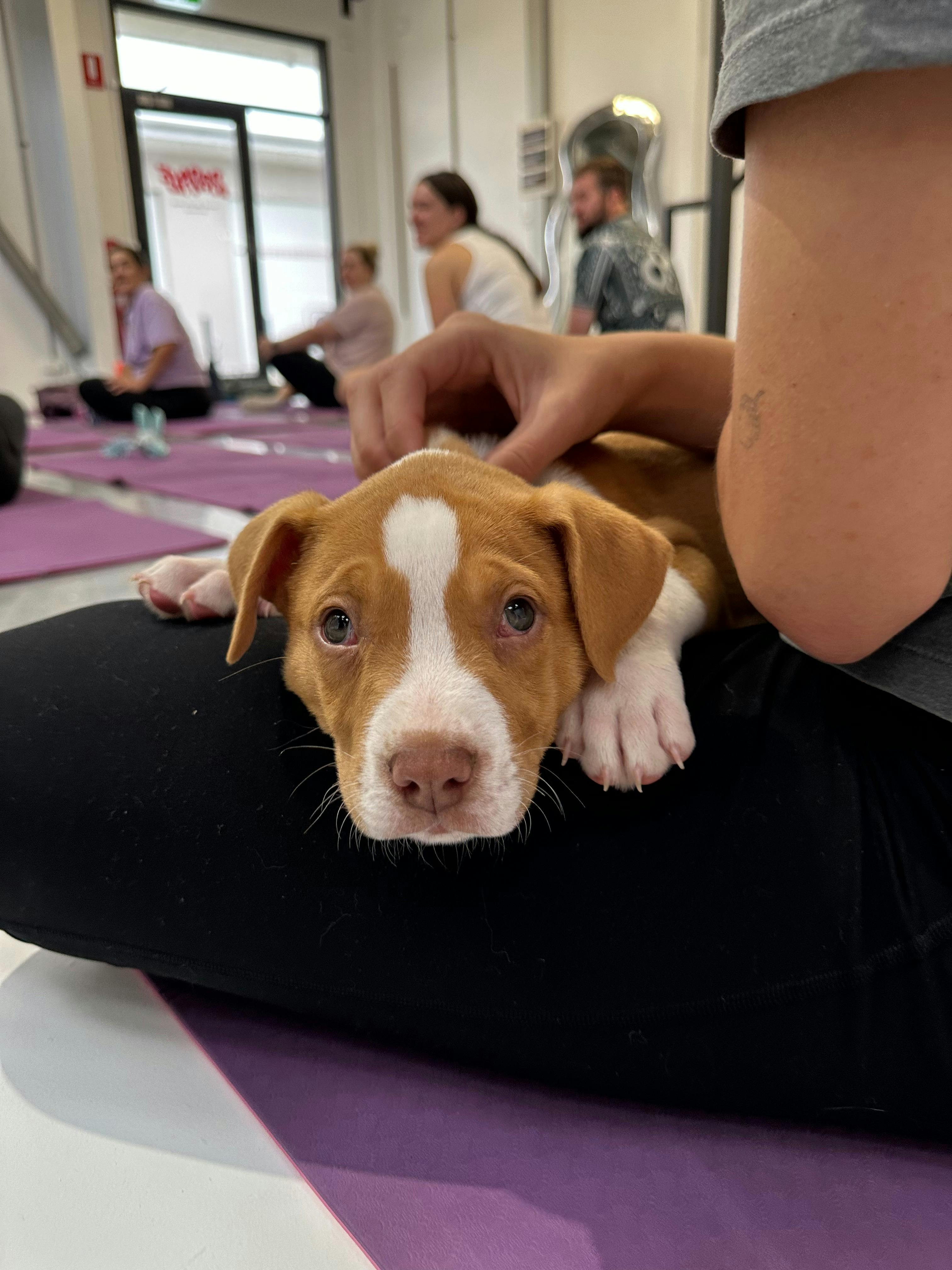 A participant gently pats a puppy during a Yoga Paws session in Newcastle.