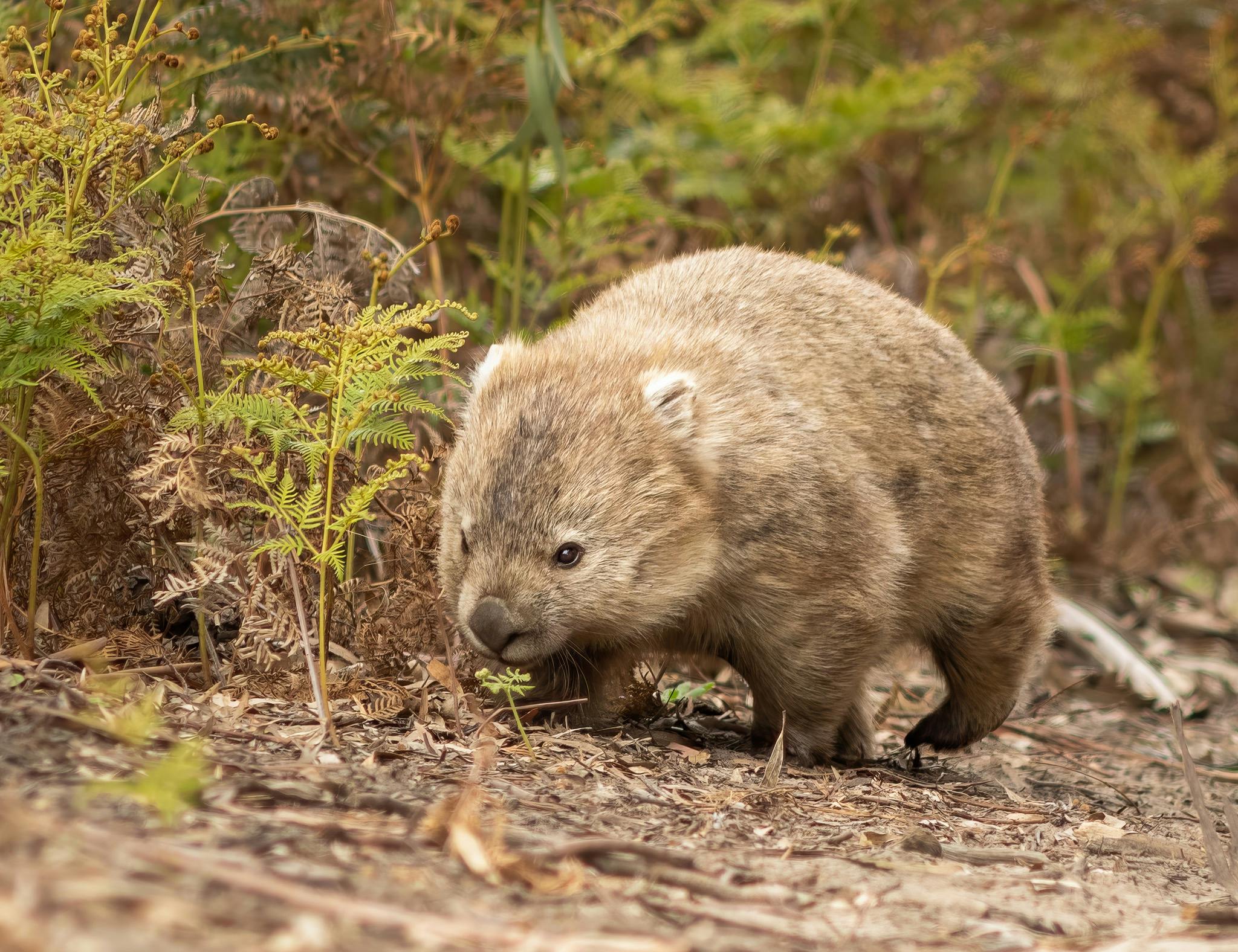 wombat in its natural habitat