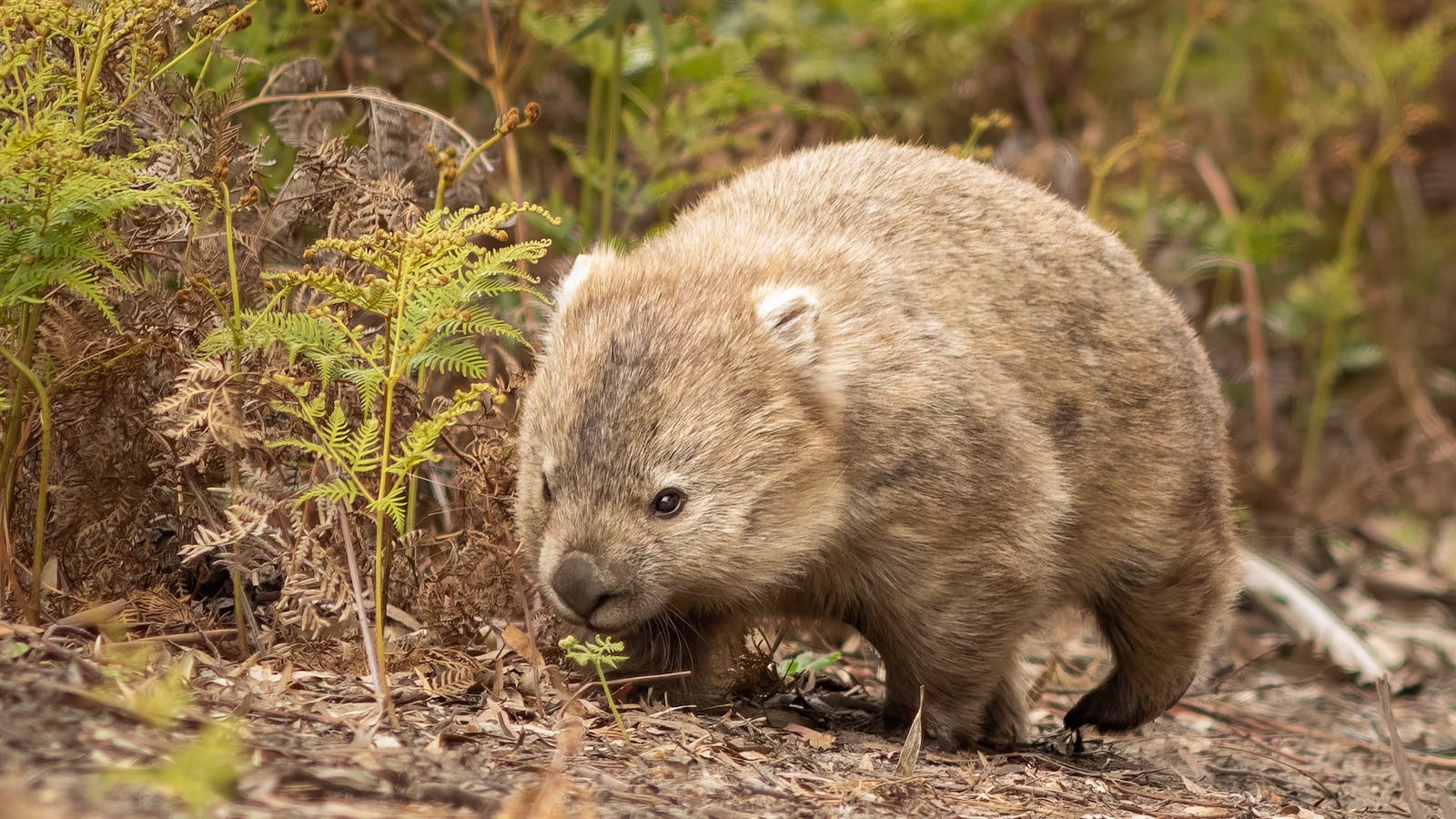Wombat in its natural habitat