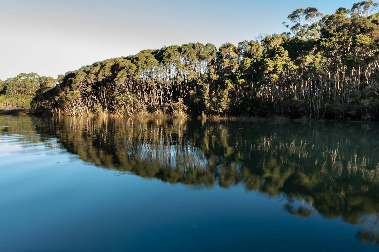Dell Luck Reserve, Don