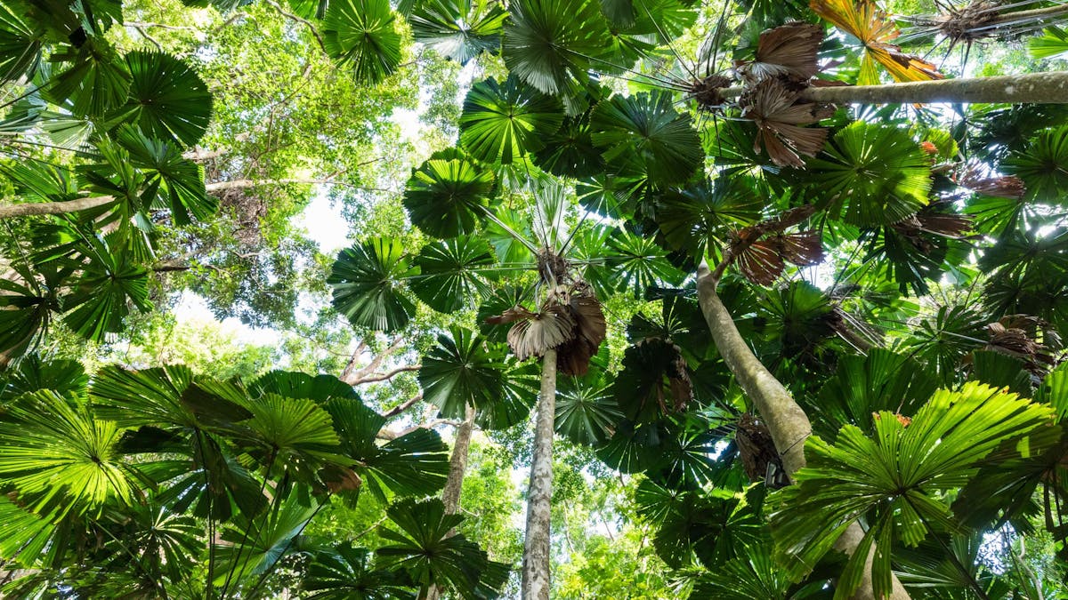 North Queensland Fan Palm s in the Daintree Rainforest