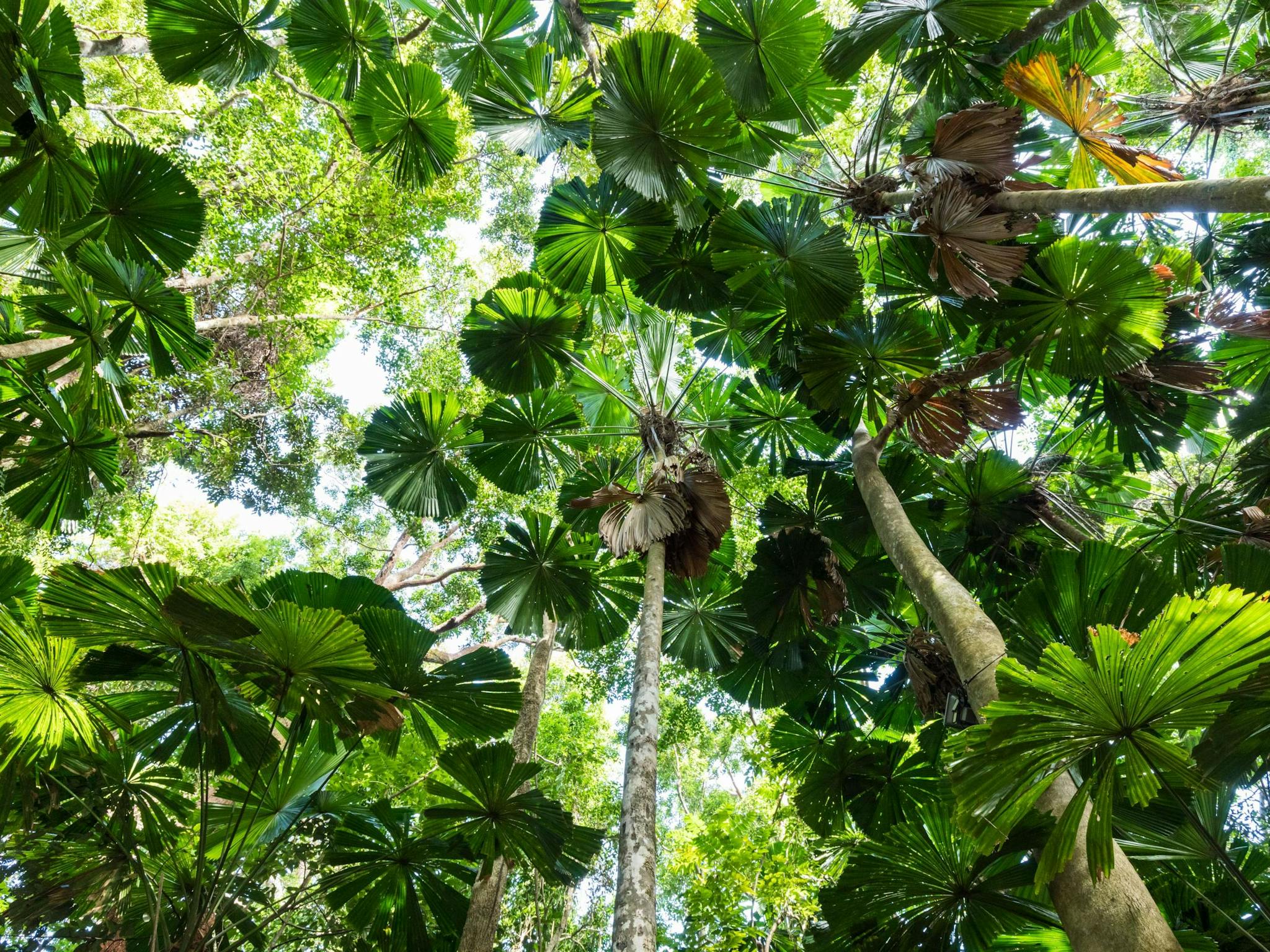 North Queensland Fan Palm s in the Daintree Rainforest