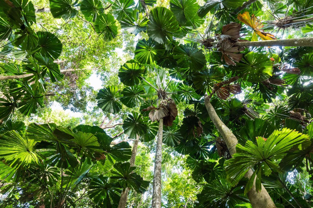 North Queensland Fan Palm s in the Daintree Rainforest