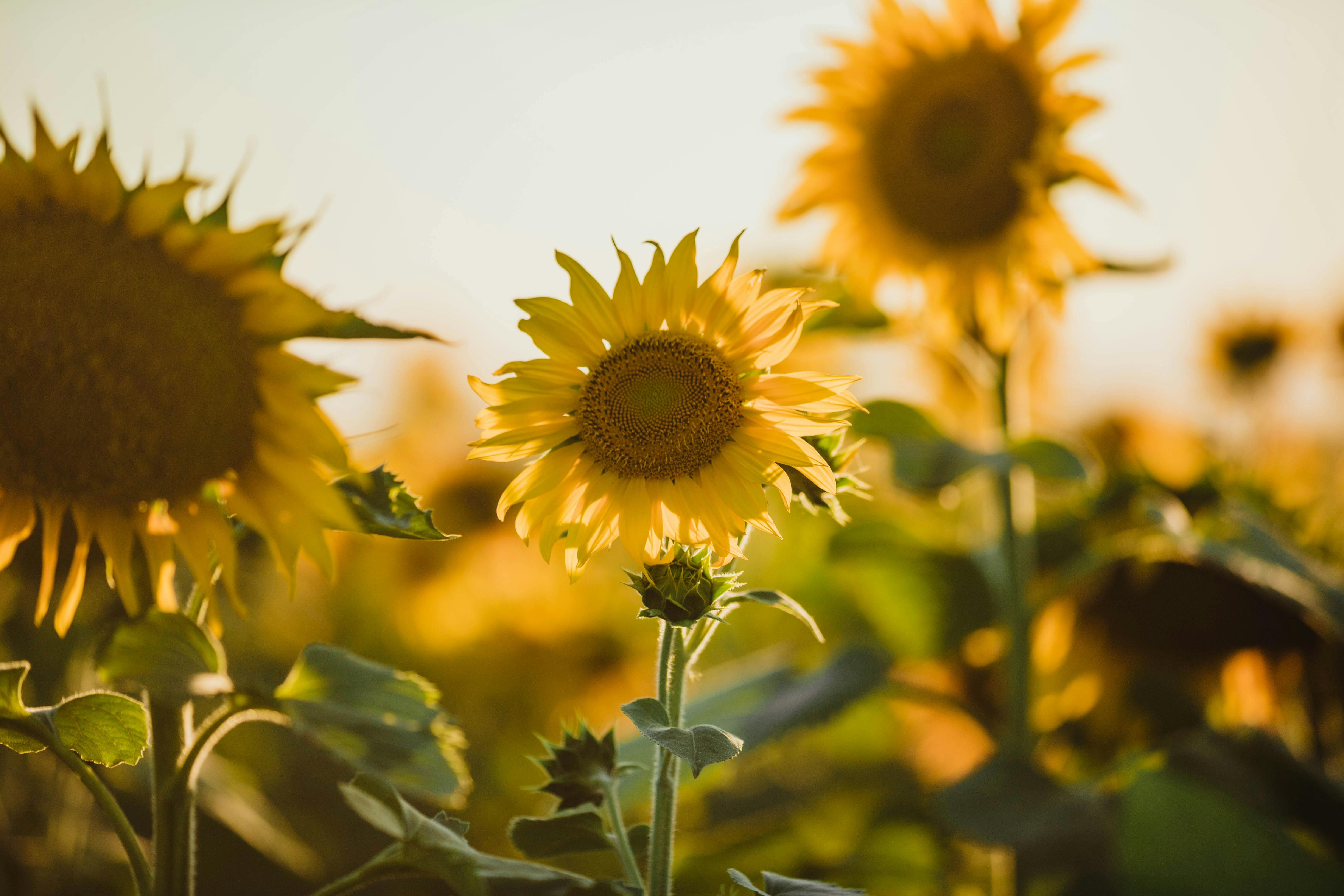 Sunflowers