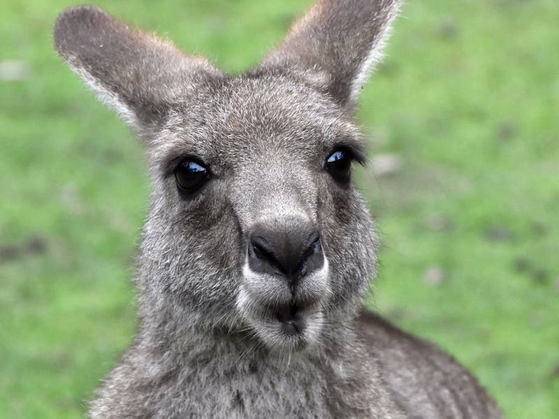 Billabong Zoo Koala and Wildlife Park Port Macquarie Attraction