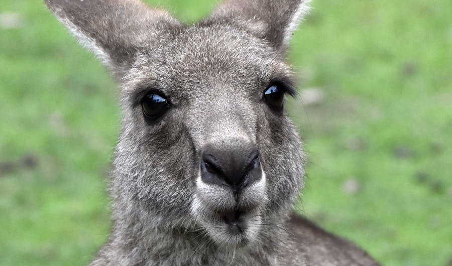 Billabong Zoo: Koala and Wildlife Park Billabong Zoo: Koala and Wildlife Park
