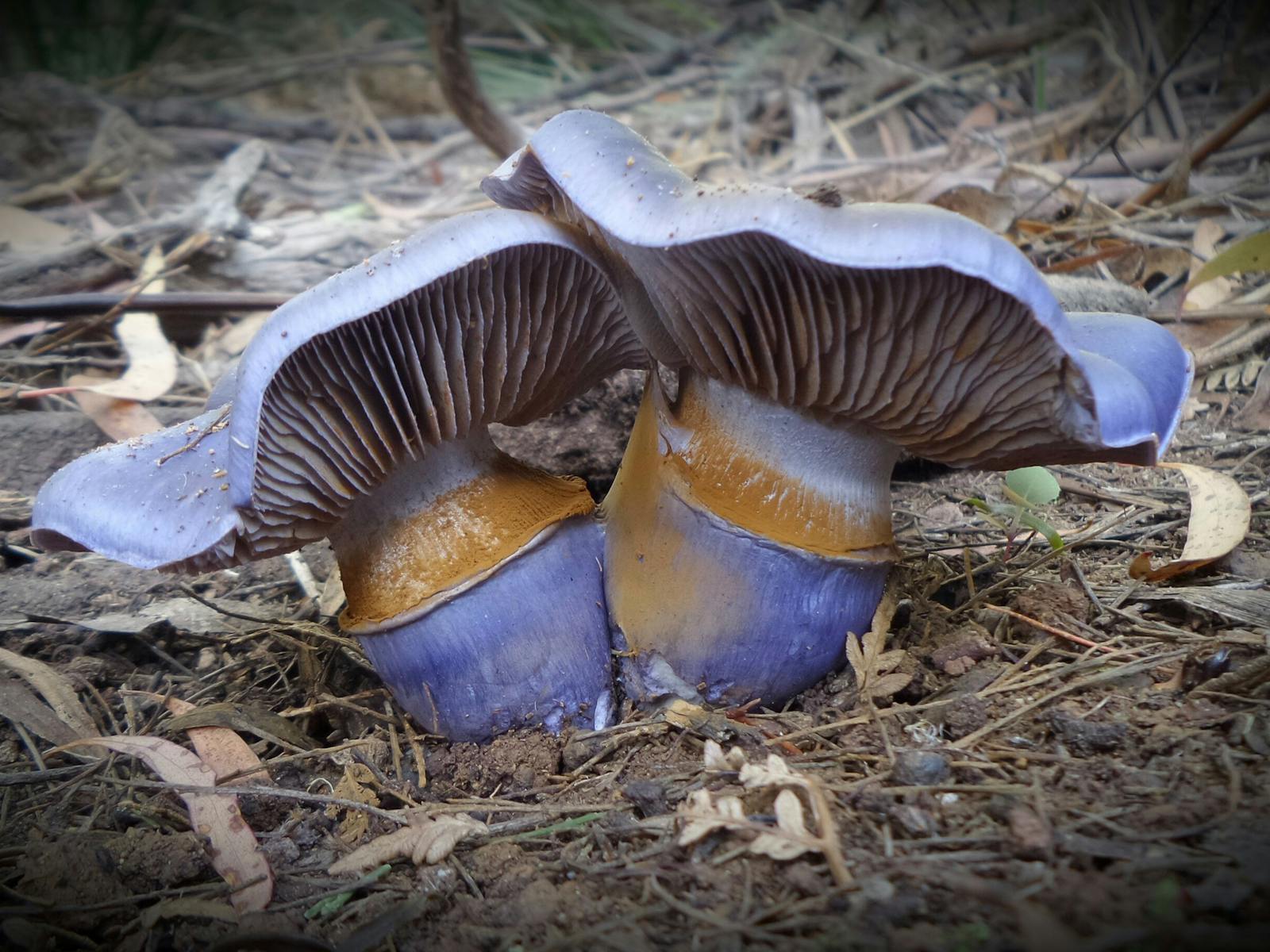 Fungi on Dooleys Hill