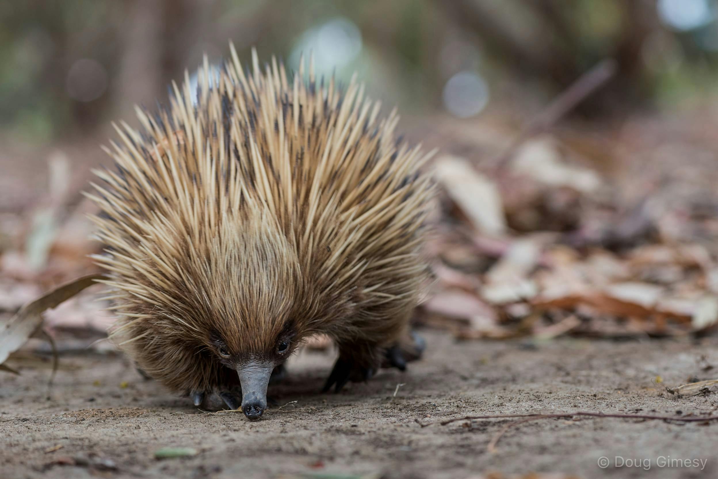 Echidnas-Wild wildlife on kangaroo Island