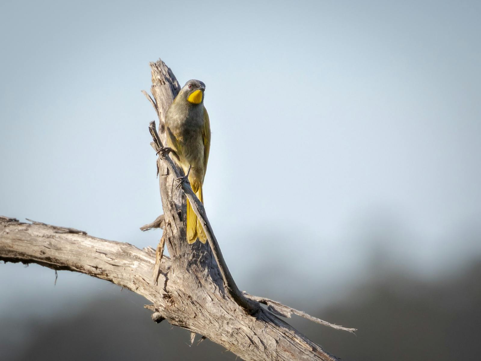 Yellow-throated Honeyeater perched on branch
