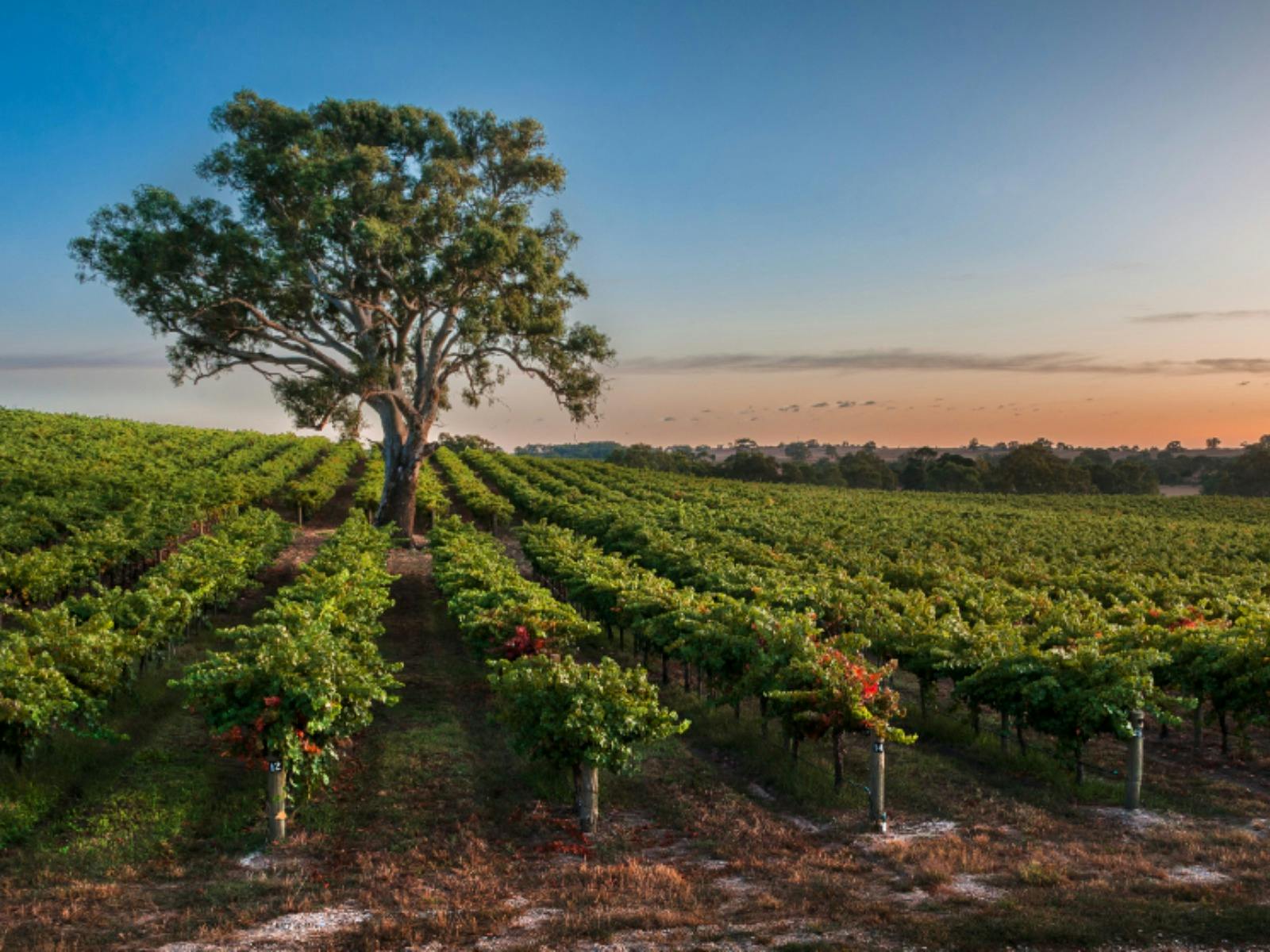 Irvine Wines: Become the Winemaker - Wine Blending Experience with Lunch
