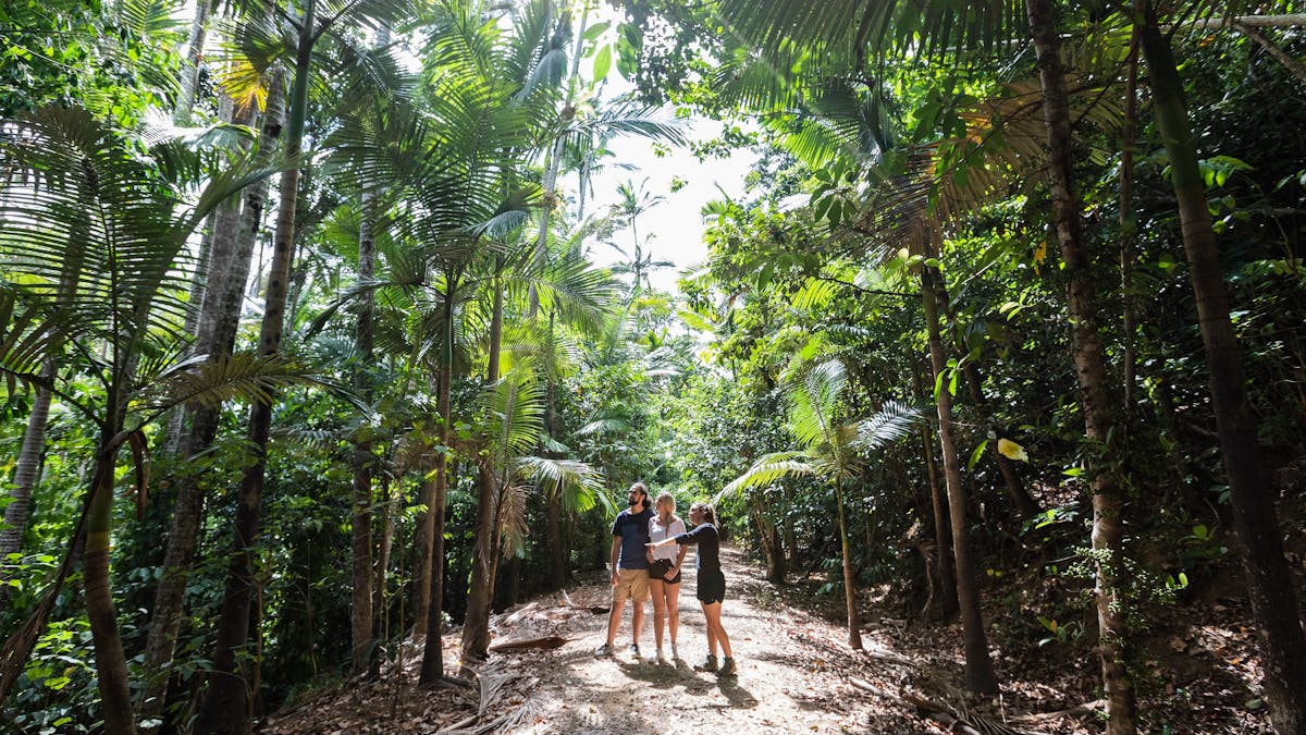 People walking on track in shady forest area