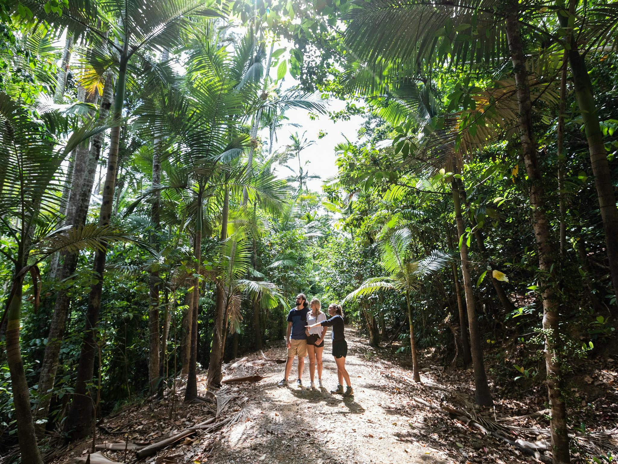 People walking on track in shady forest area People walking on track in shady forest area