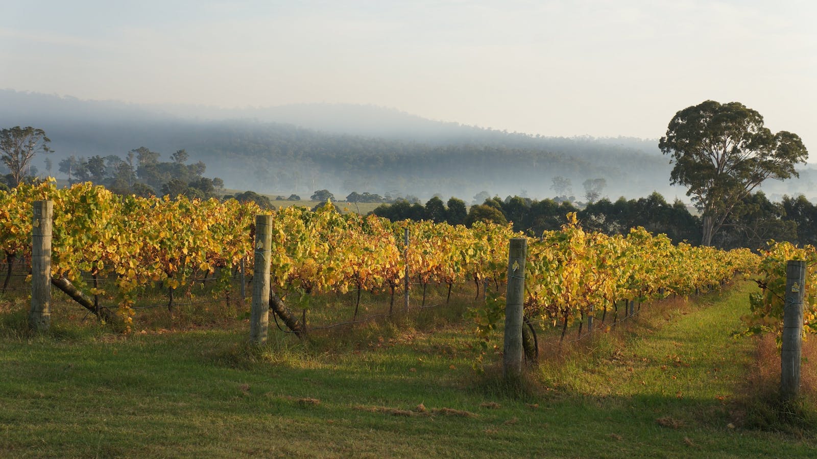 Rusty Fig Wines