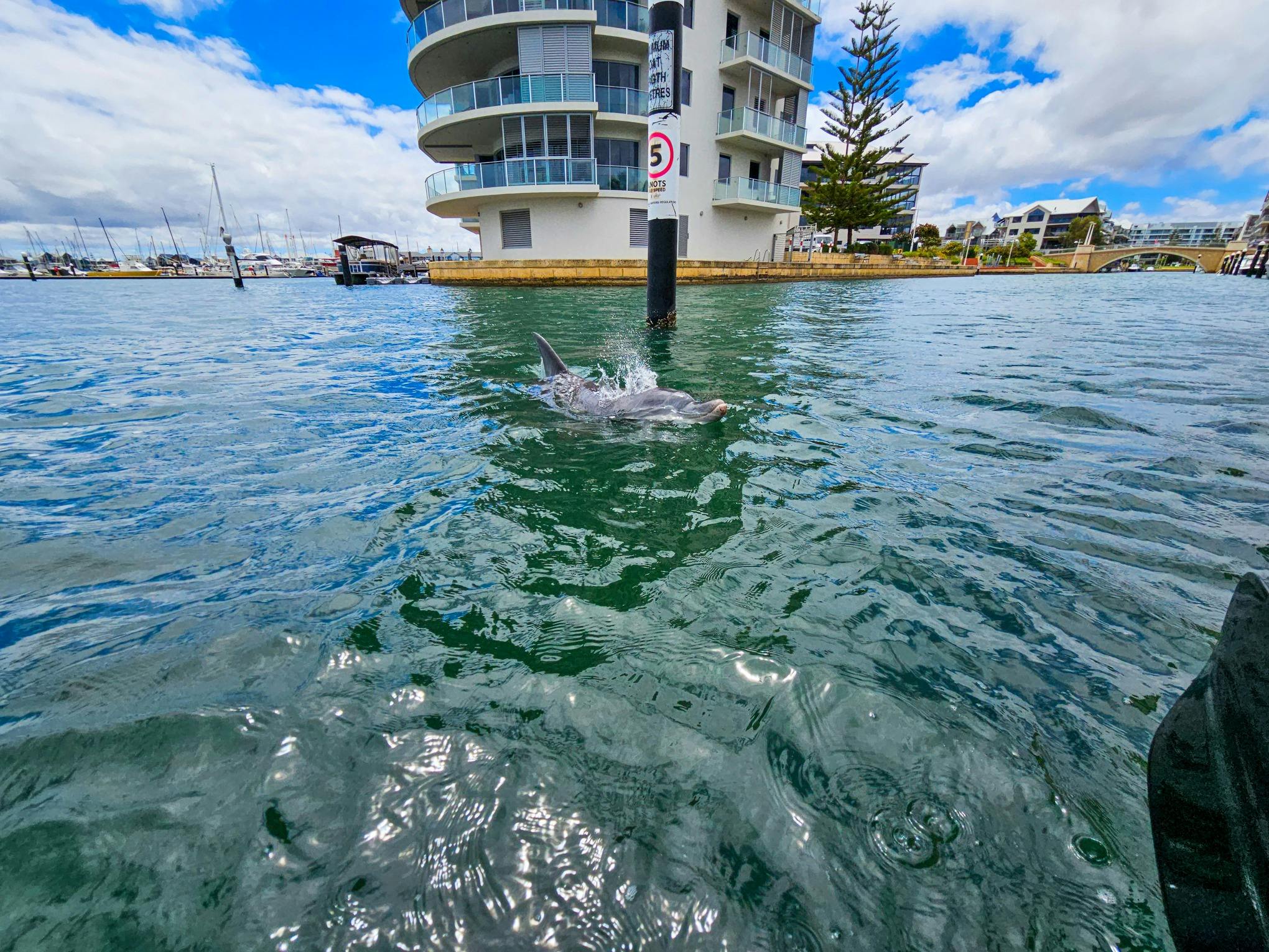 Indo Pacific Bottlenose Dolphins