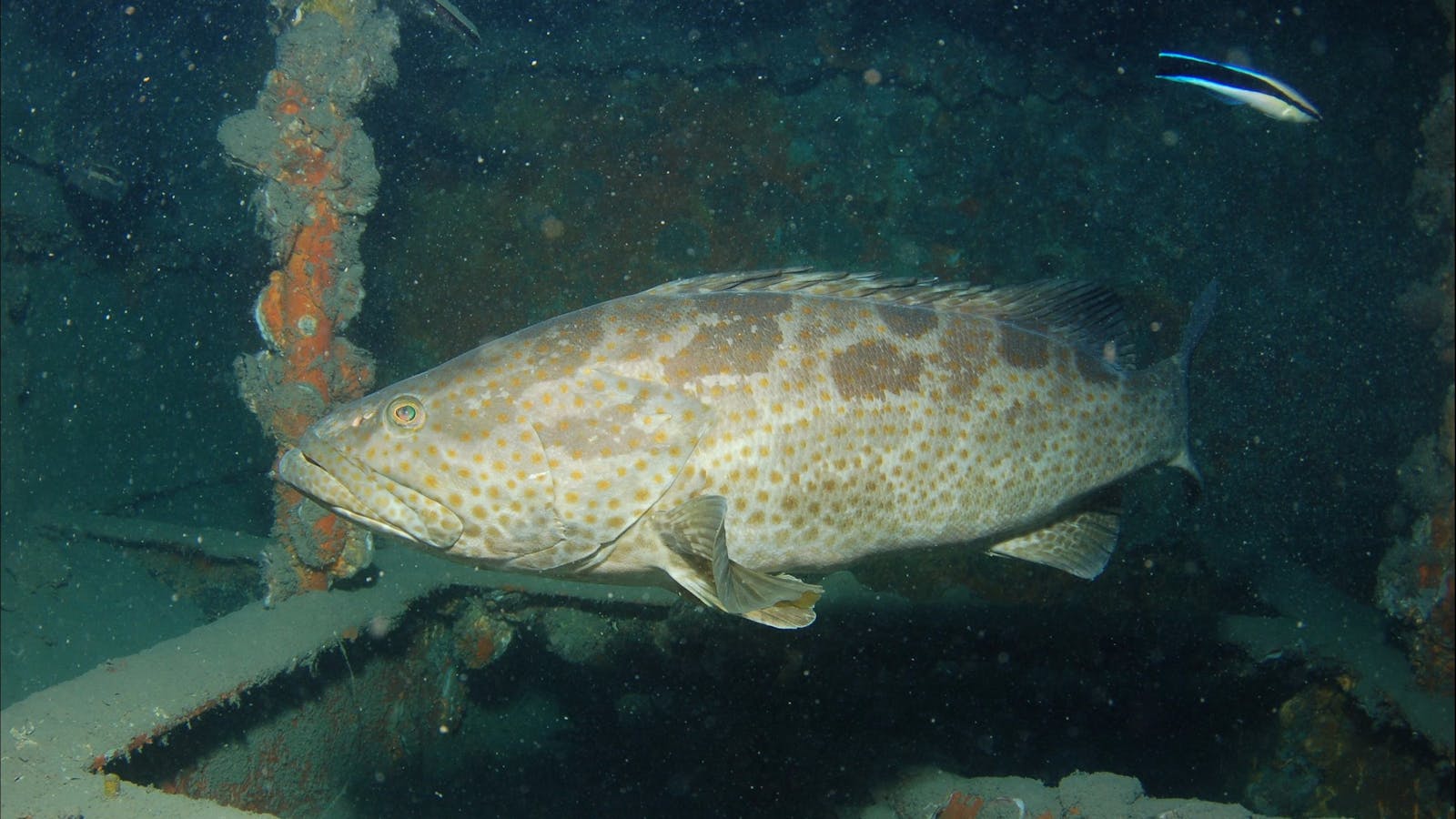 Roy Rufus Artificial Reef Dive Site