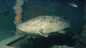Roy Rufus Artificial Reef Dive Site