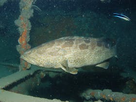 Roy Rufus Artificial Reef Dive Site