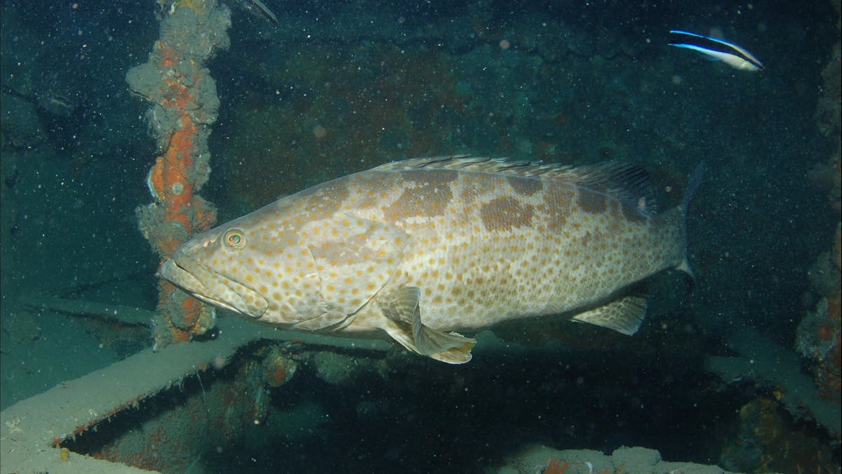 Roy Rufus Artificial Reef Dive Site