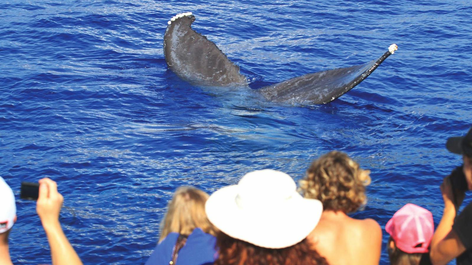 whale watching