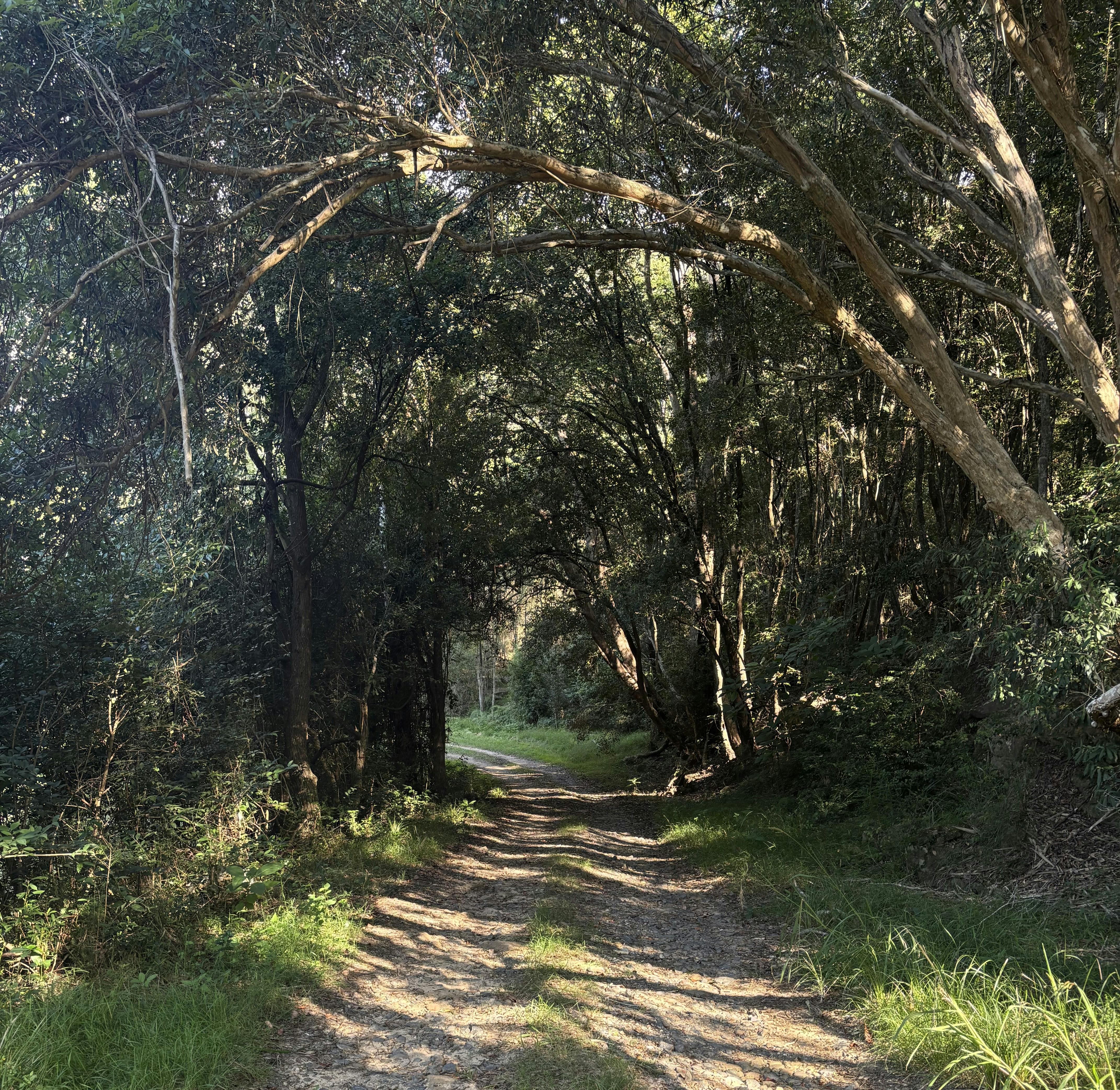 A tree lined track were the branches of the trees form i dark tunnel for the road to pass under.