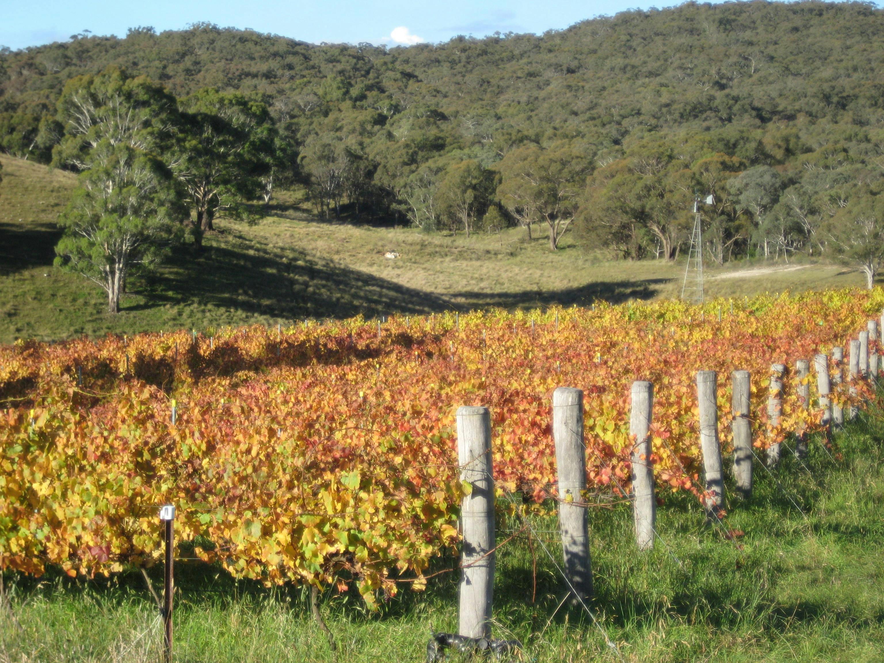 vineyard view