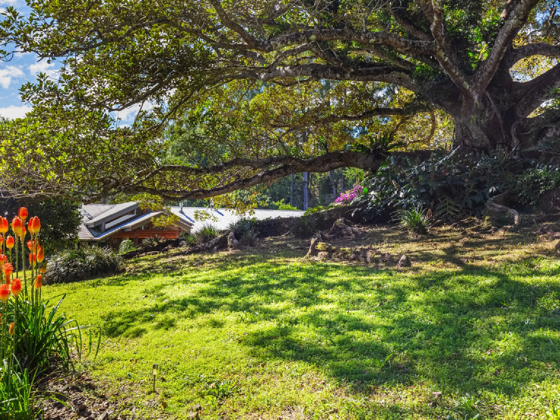 Majestic Fig Tree in gardens