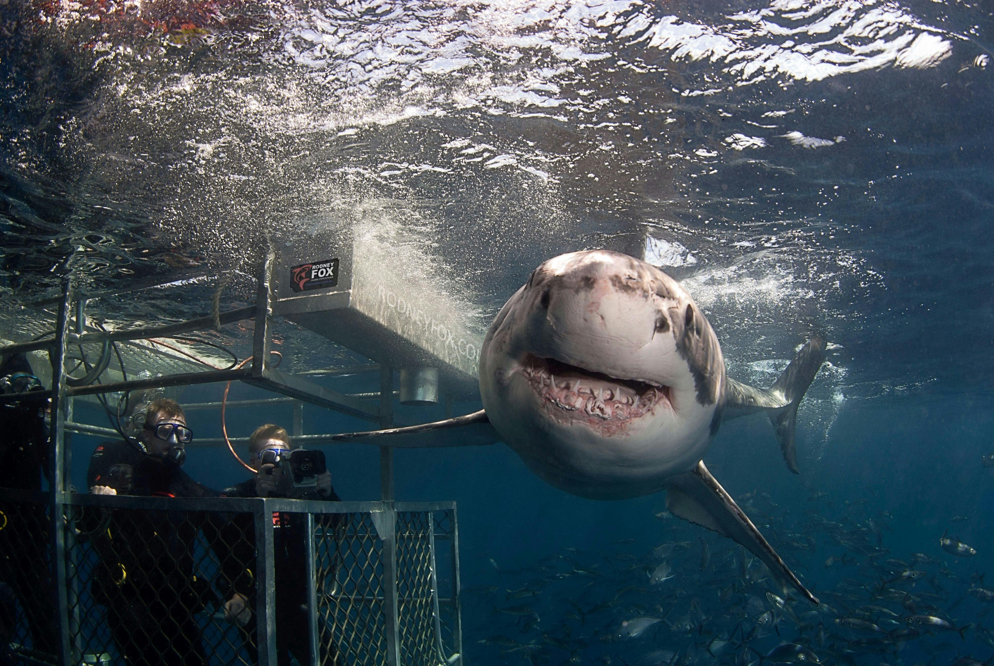 Great White Shark Viewing