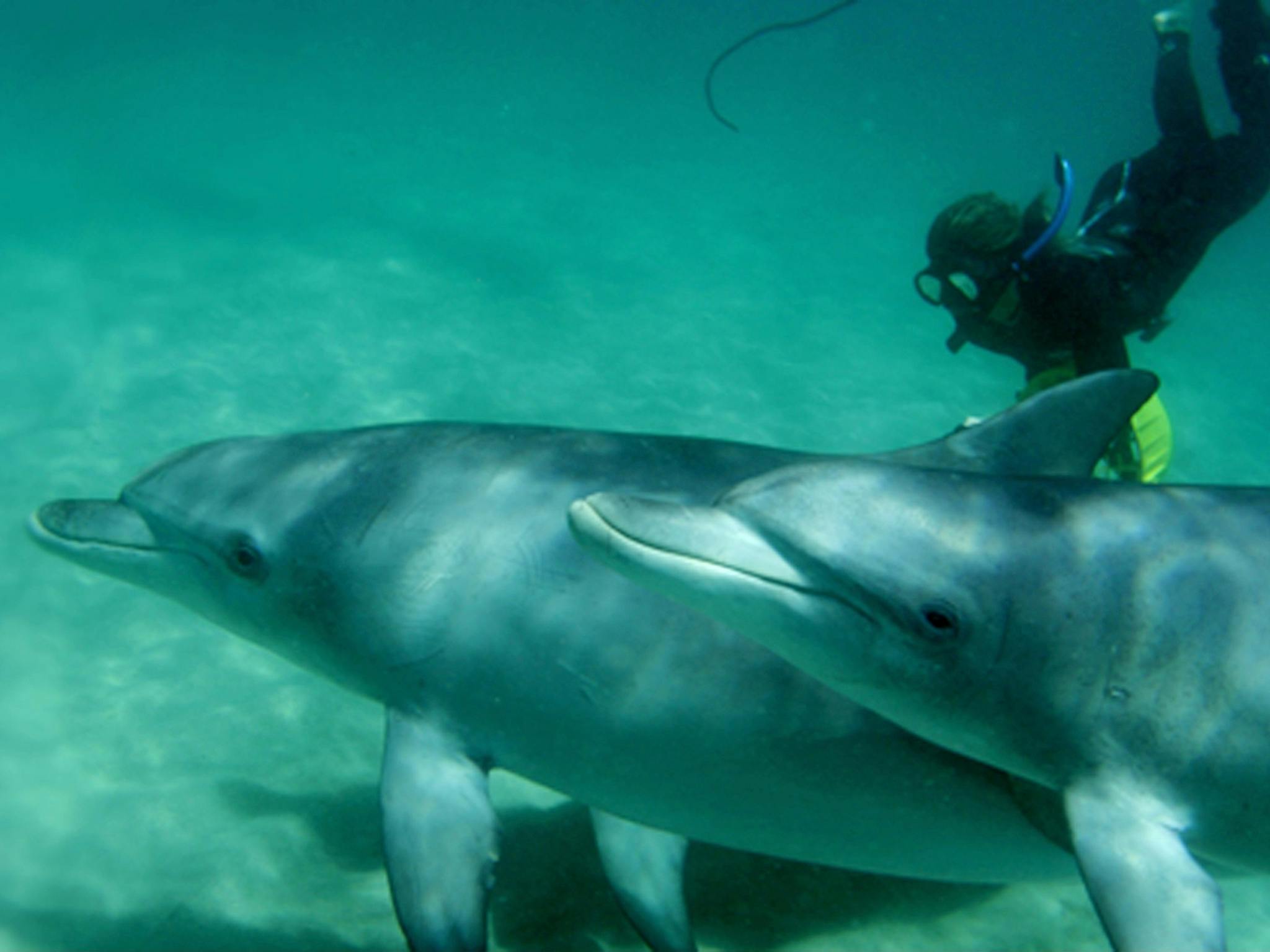 Rockingham Wild Encounters, Rockingham Beach, Western Australia