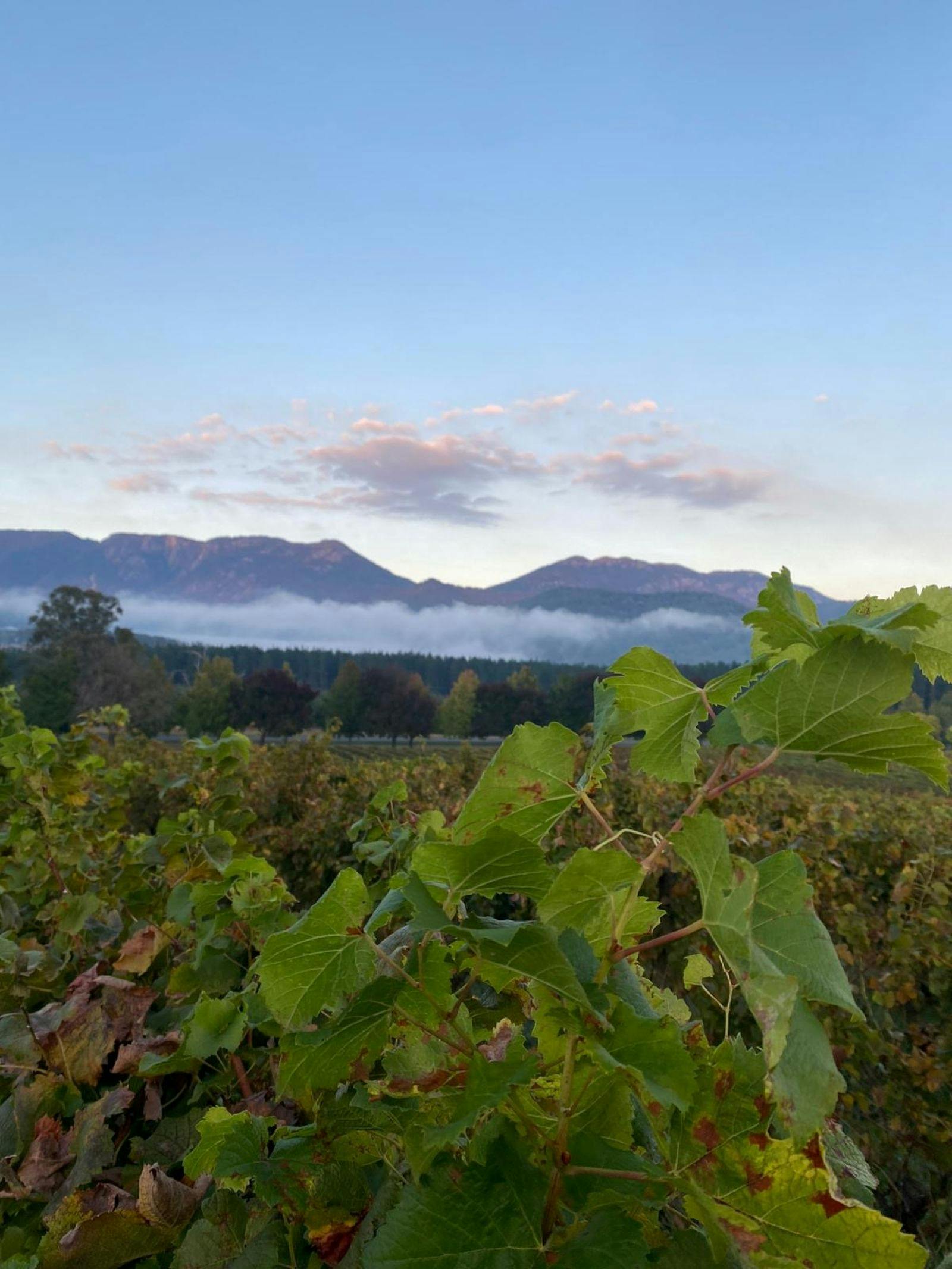 Vineyard