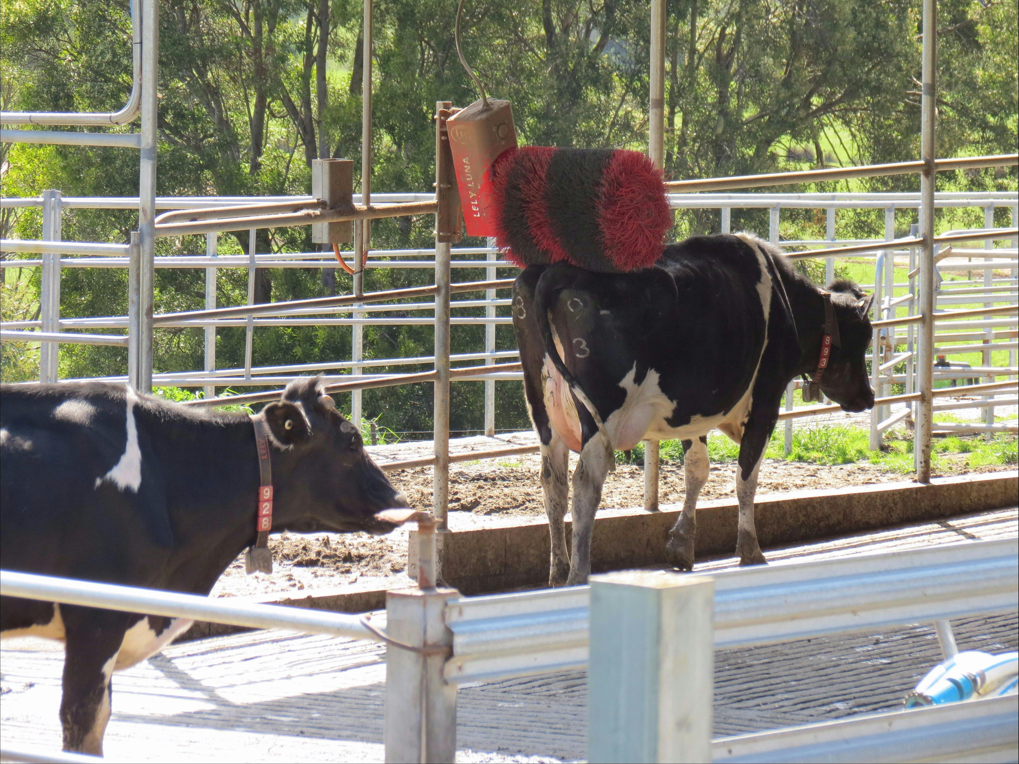 Cleaning Cows
